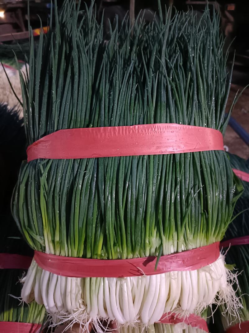 小葱产地货源充足，实力代收，期待长期合作