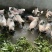 巴马香猪