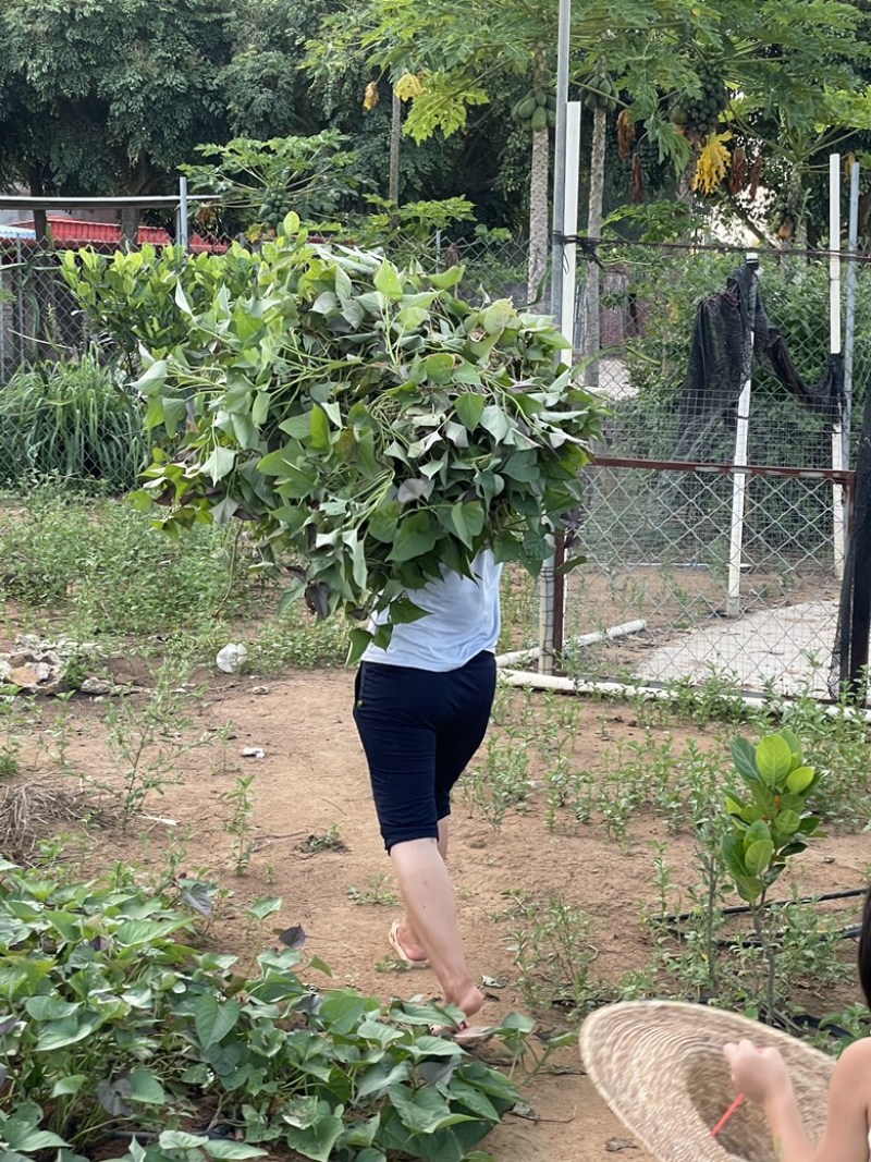 巴马香猪