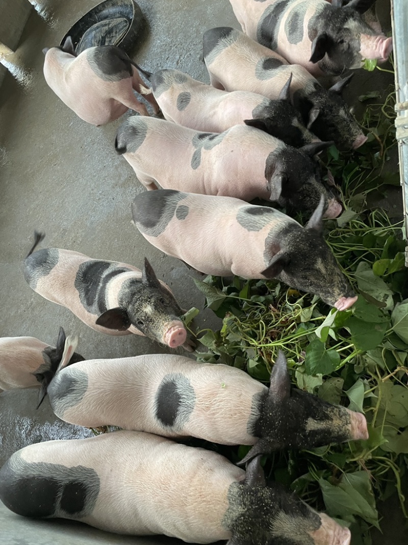 巴马香猪