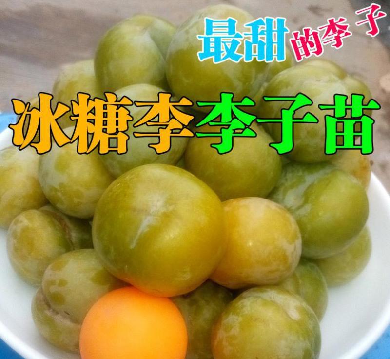 蜂糖李子苗李子树苗黑布林黑霸王李子苗青脆李子苗