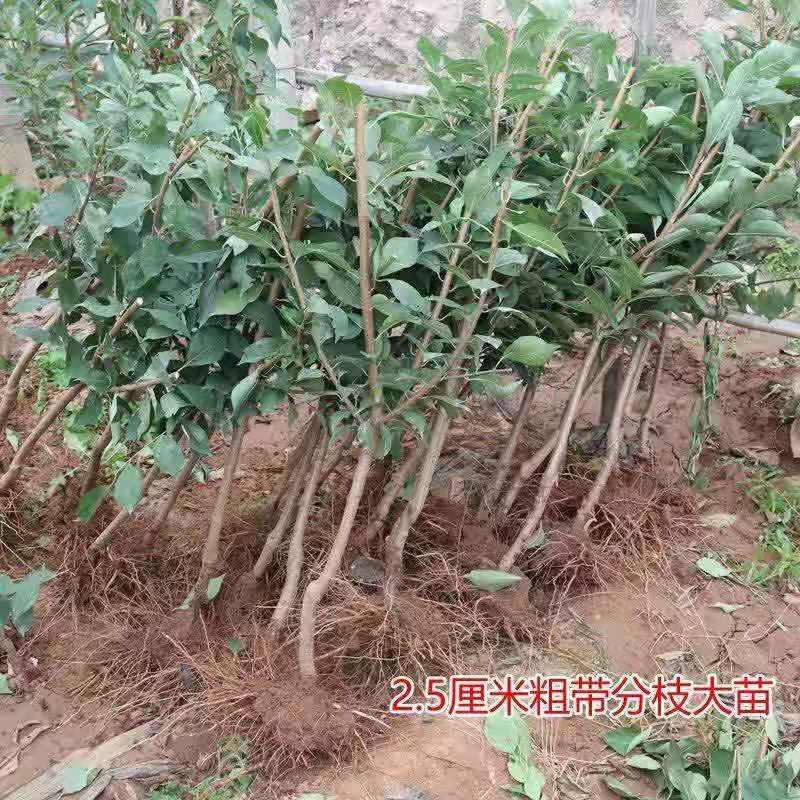 蜂糖李子苗李子树苗黑布林黑霸王李子苗青脆李子苗