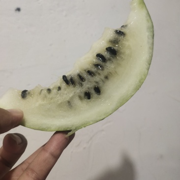籽瓜大变小甘肃玉门籽瓜种植基地甘肃籽瓜小籽上市