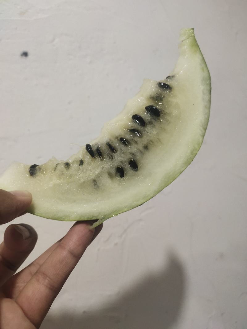 籽瓜大变小甘肃玉门籽瓜种植基地甘肃籽瓜小籽上市