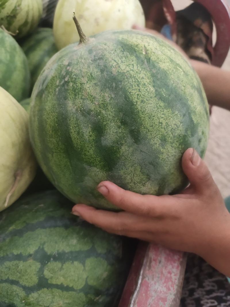 籽瓜大变小甘肃玉门籽瓜种植基地甘肃籽瓜小籽上市