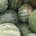 籽瓜大变小甘肃玉门籽瓜种植基地甘肃籽瓜小籽上市