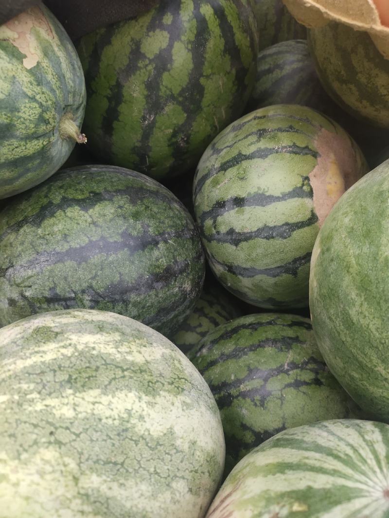 籽瓜大变小甘肃玉门籽瓜种植基地甘肃籽瓜小籽上市