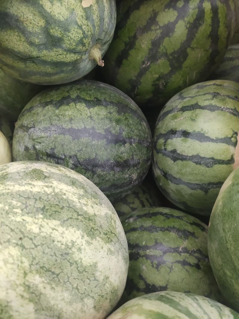 籽瓜大变小甘肃玉门籽瓜种植基地甘肃籽瓜小籽上市