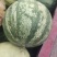 籽瓜大变小甘肃玉门籽瓜种植基地甘肃籽瓜小籽上市