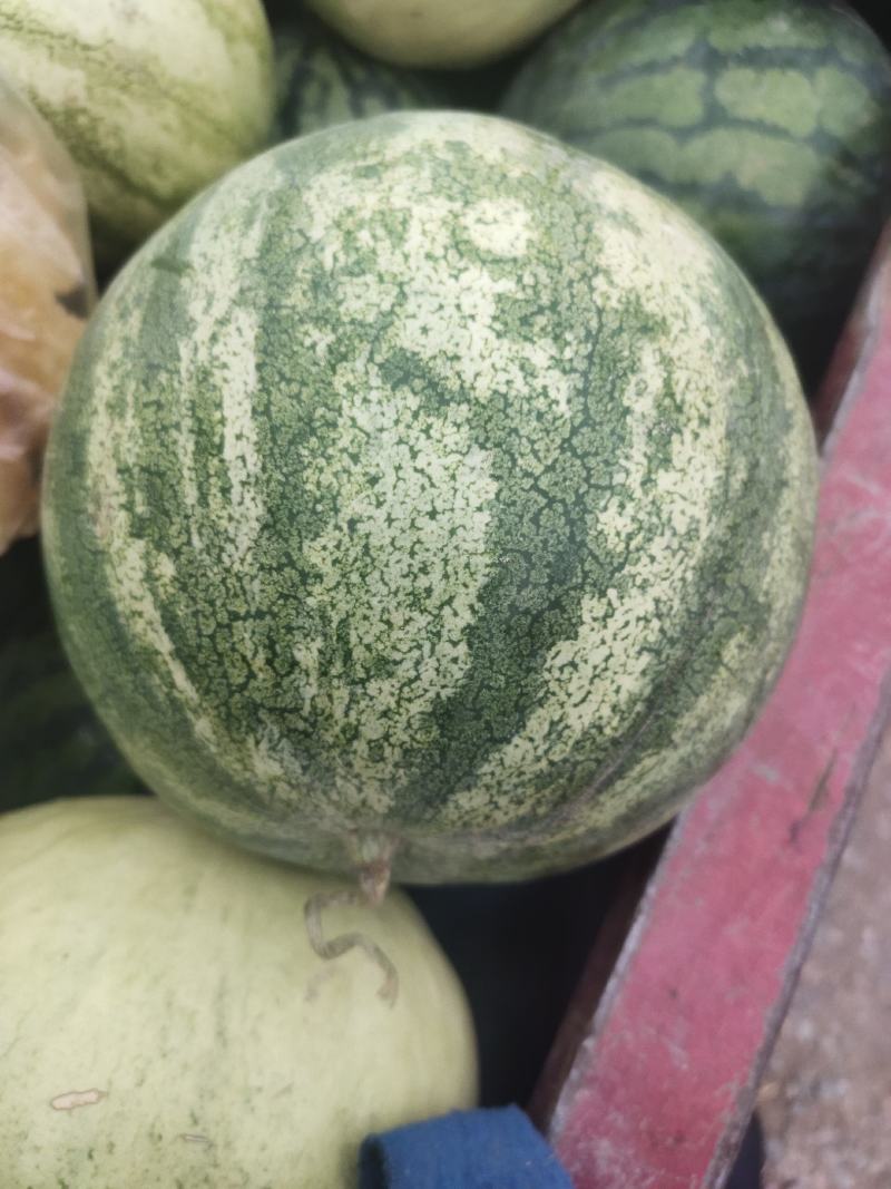 籽瓜大变小甘肃玉门籽瓜种植基地甘肃籽瓜小籽上市