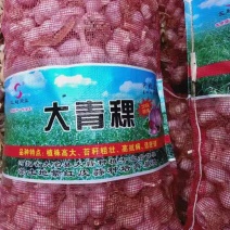 大蒜种，河北大名蒜种大青棵