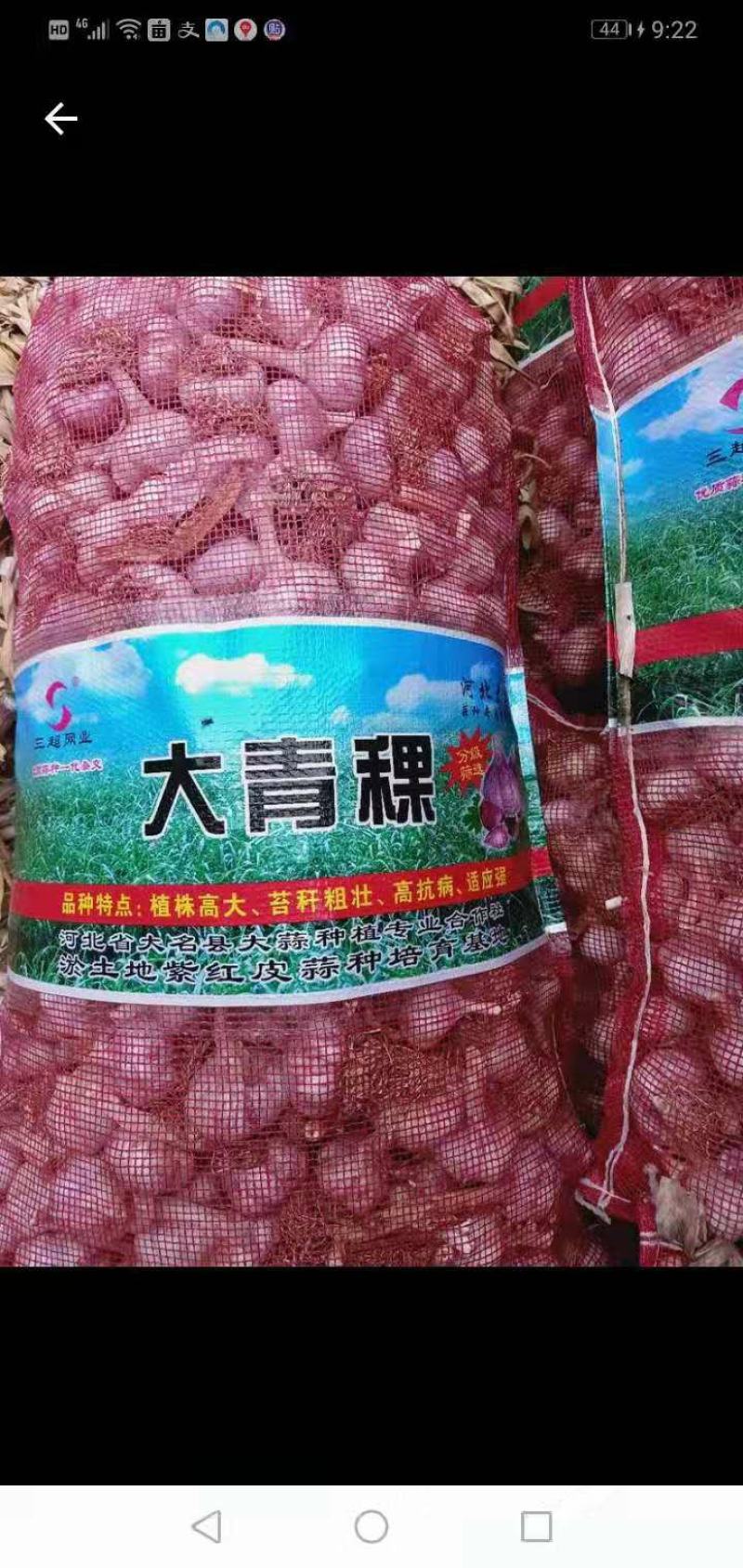 大蒜种，河北大名蒜种大青棵