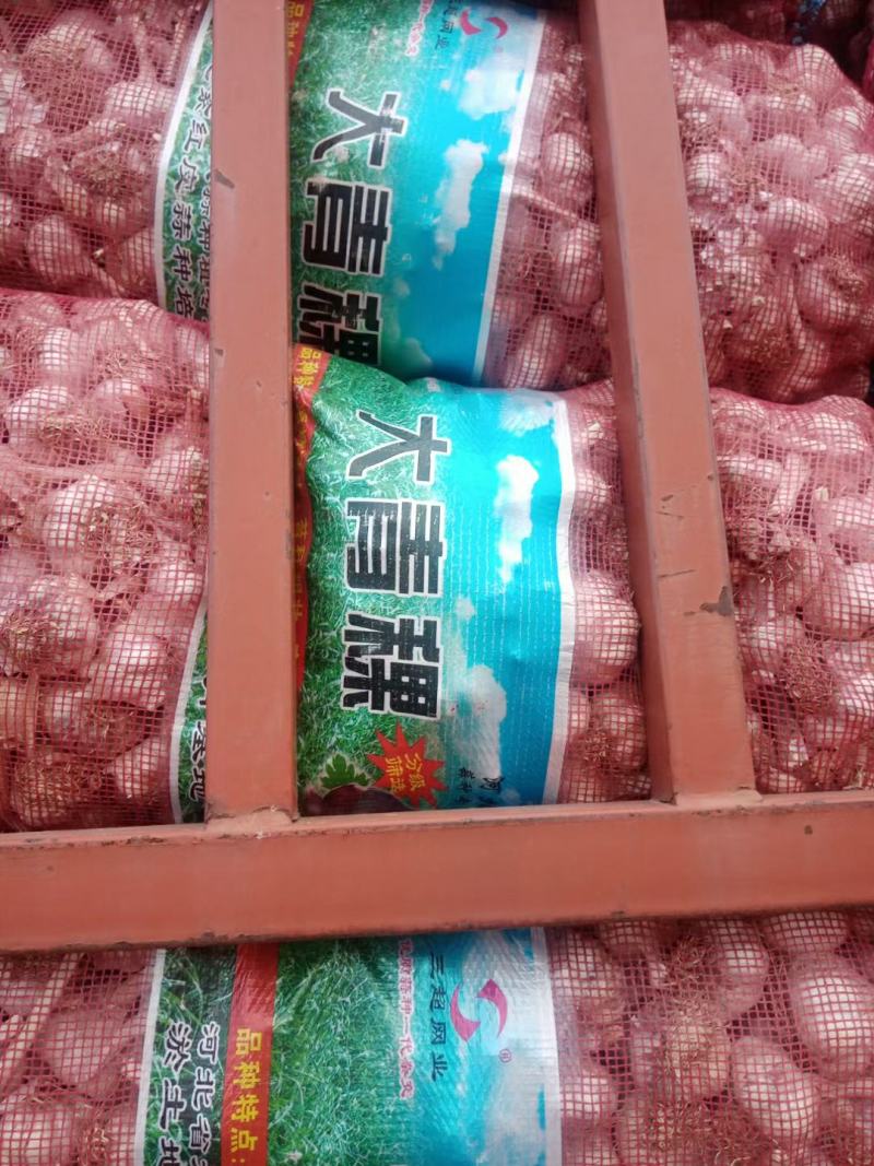 大蒜种，河北大名蒜种大青棵