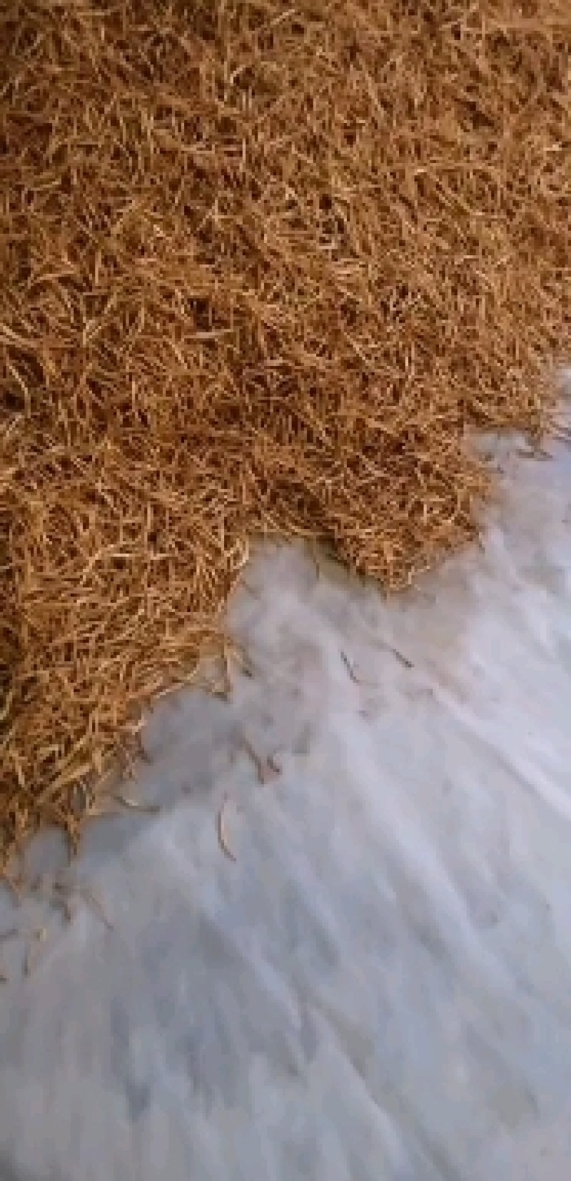 包邮，脱水黄花菜，，保质保量保退换。