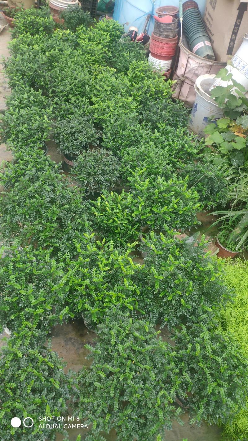 清香木