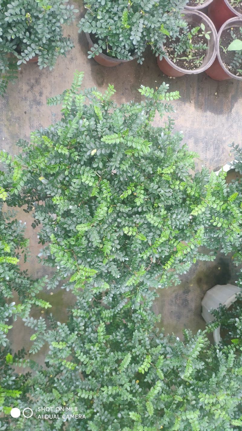 清香木