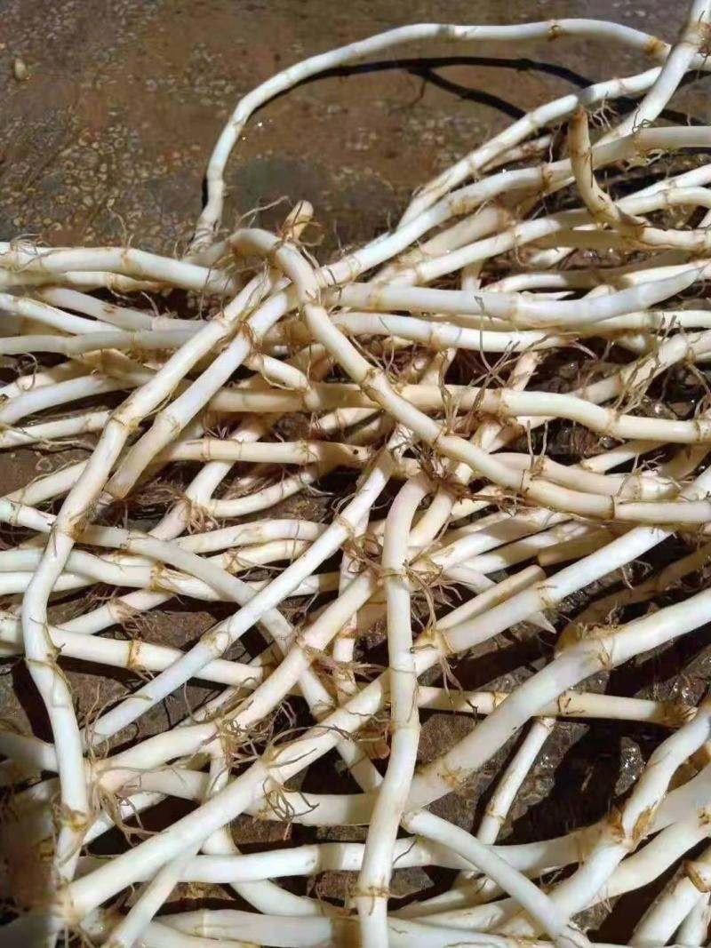 新鲜鱼腥草根，白茎鱼腥草，鲜嫩可口，产地直销，