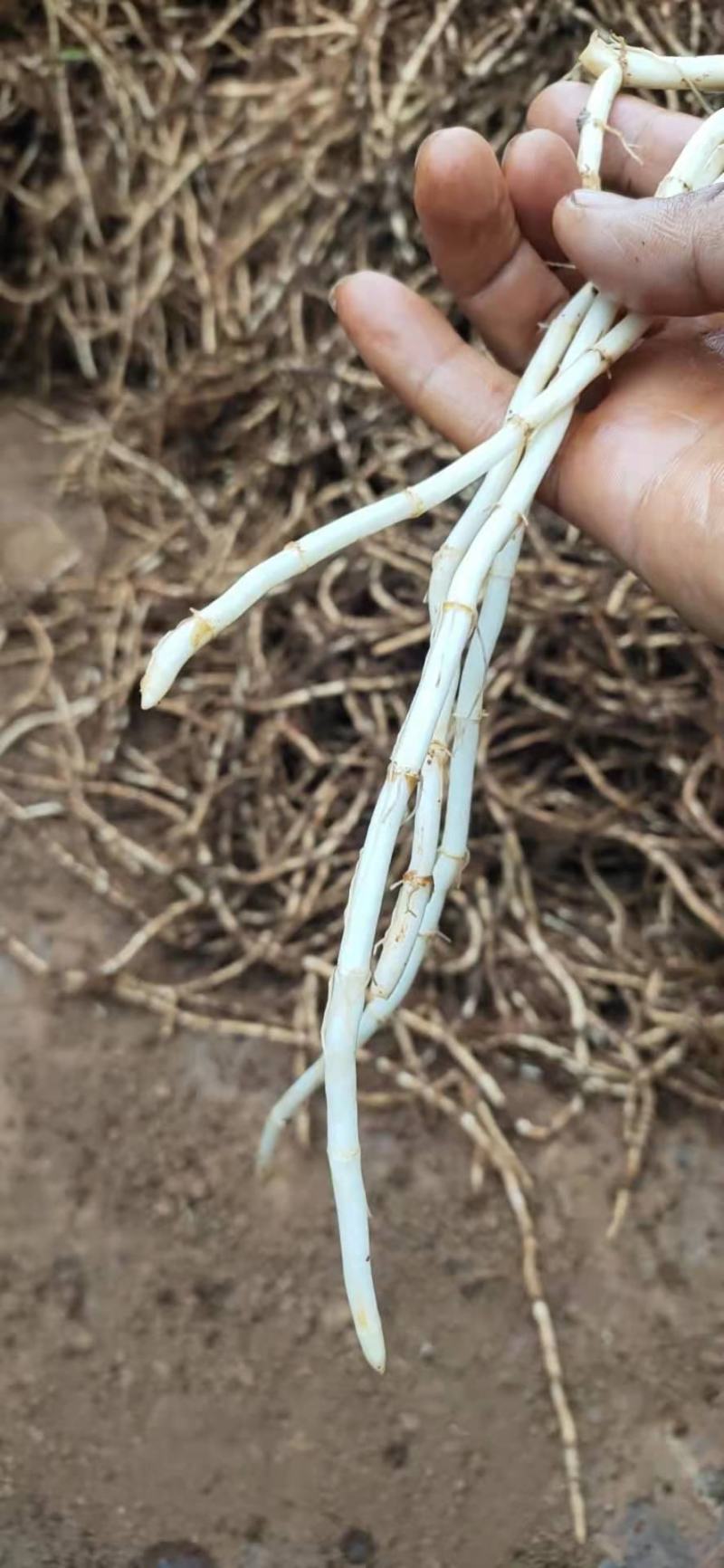 新鲜鱼腥草根，白茎鱼腥草，鲜嫩可口，产地直销，