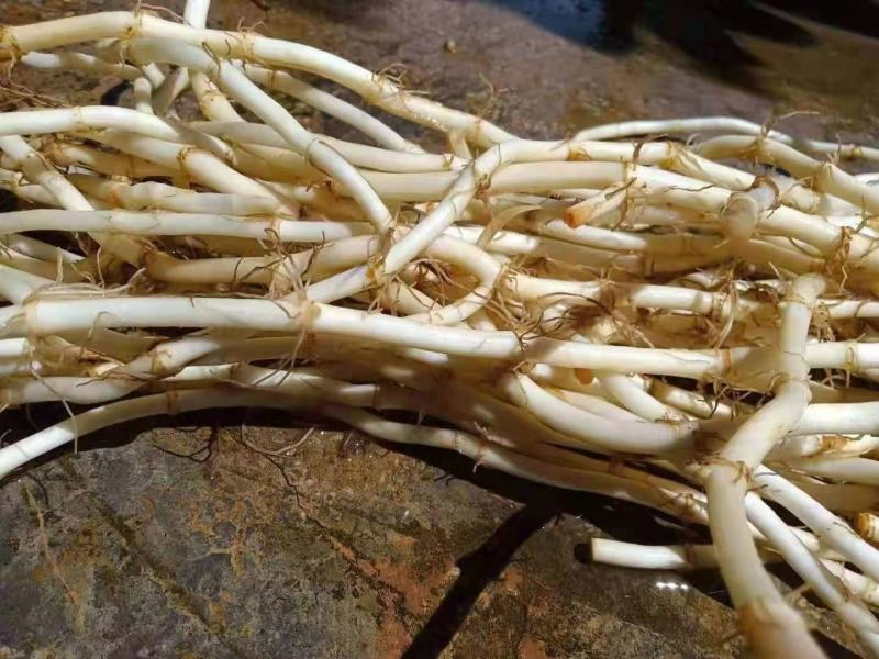 新鲜鱼腥草根白茎折耳根！根同筷子粗，质量保证，根白鲜嫩，