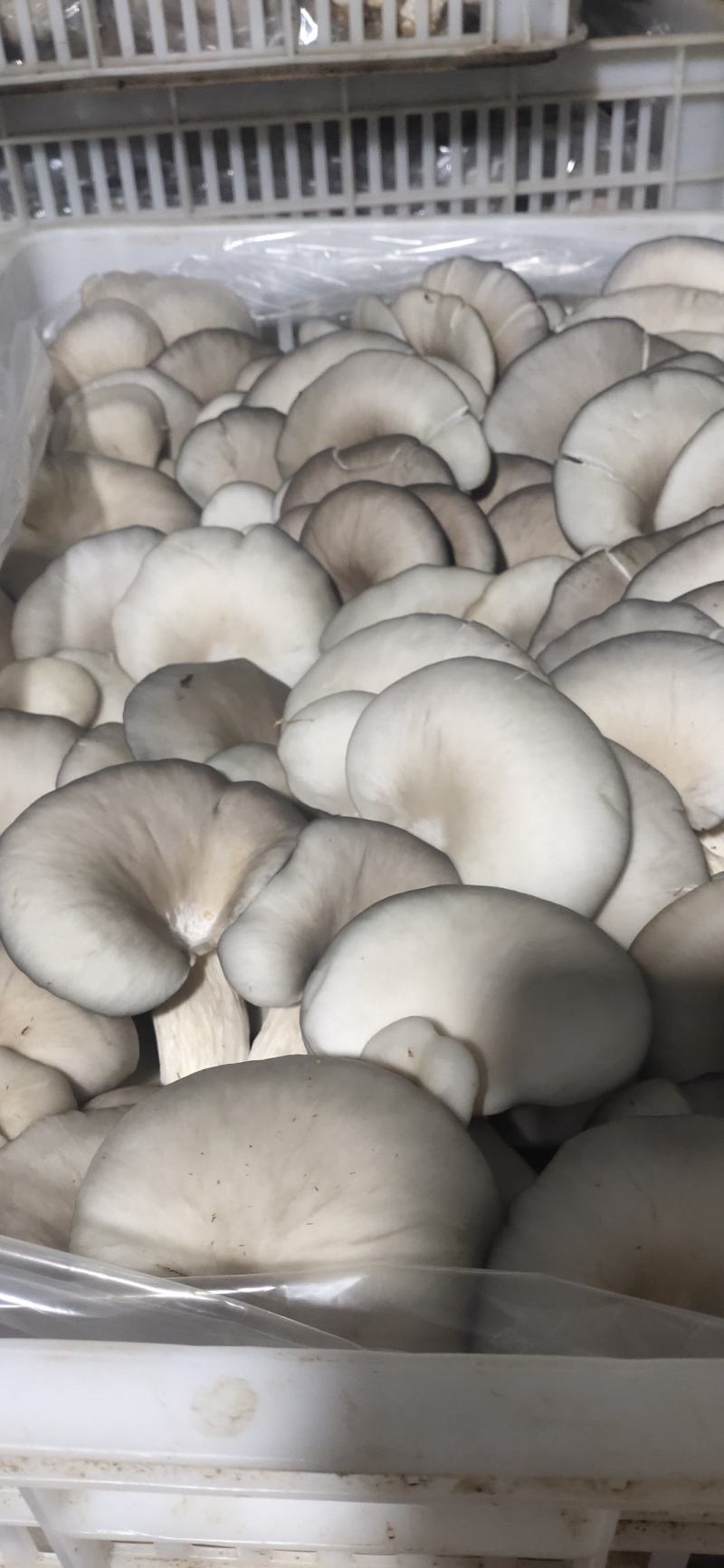 平菇精品，量大从优价格美丽