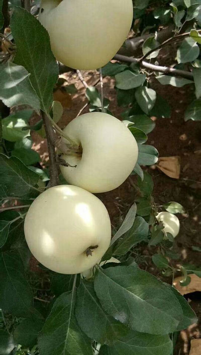 宁夏苹果，黄元帅苹果，产地直发，脆甜可口，批发量大