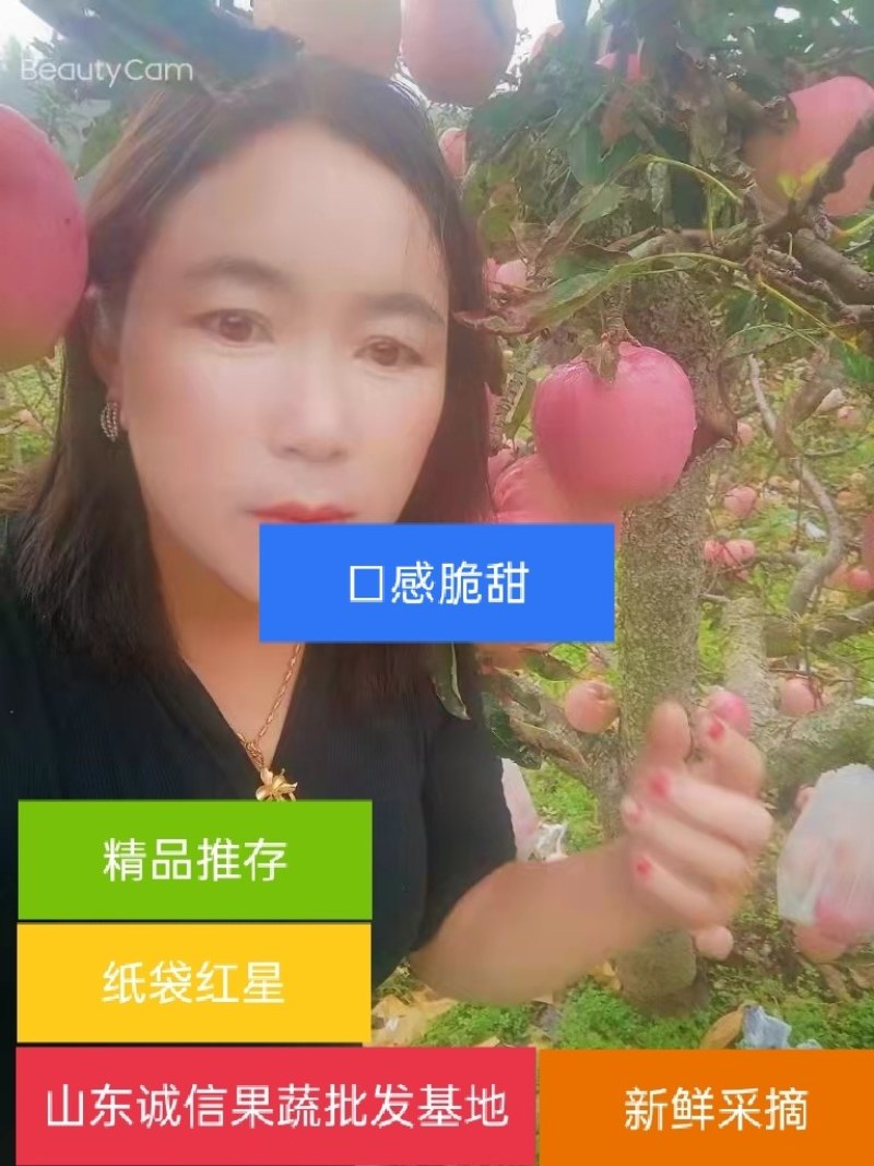 红星苹果，产地大量供应，货源充足，中秋节礼品果