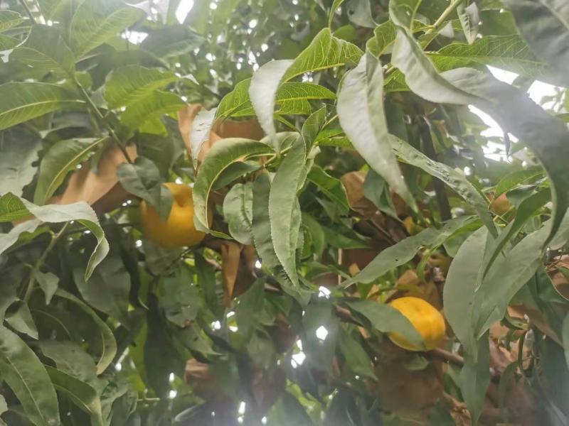 凤味天后黄油蟠桃75以上，颜色漂亮，口感爽甜美得