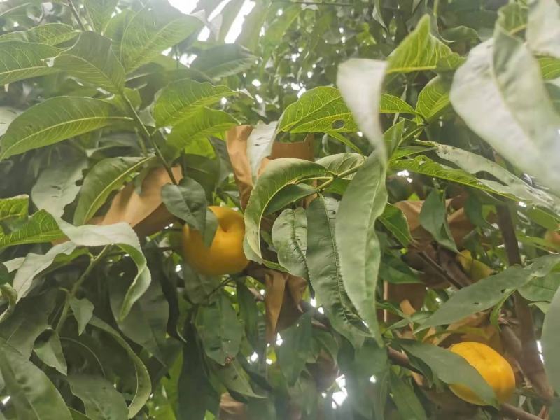 凤味天后黄油蟠桃75以上，颜色漂亮，口感爽甜美得