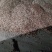 优质玉米芯货量充足质量保证欢迎咨询选购！！！