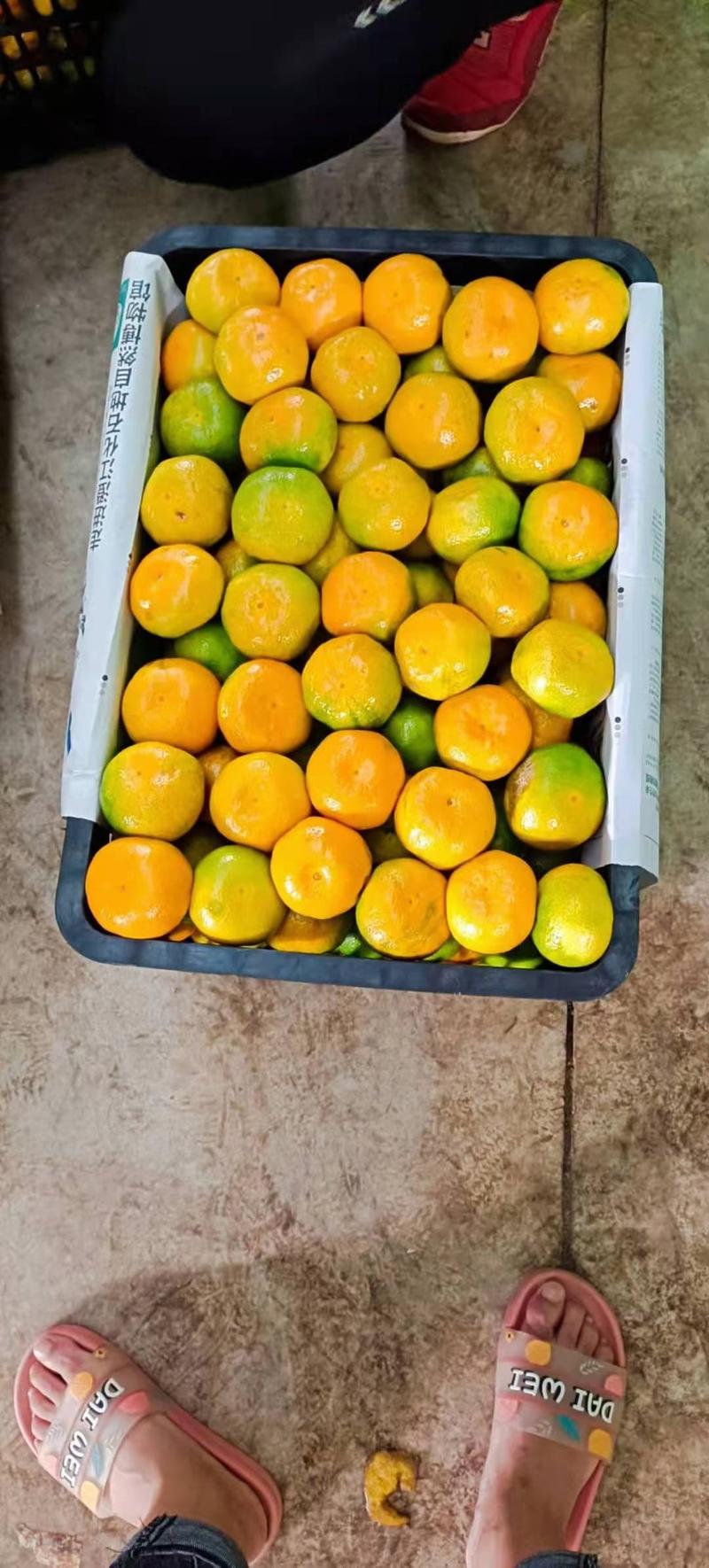 柑桔蜜橘大量供应24小时在线支持视频看货打款发货