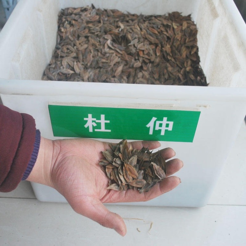 新采杜仲种子杜仲树种子杜仲树籽种子中药材种子发芽率高