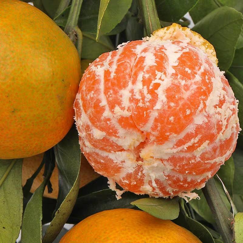 柑桔蜜橘大量供应24小时在线支持视频看货打款发货