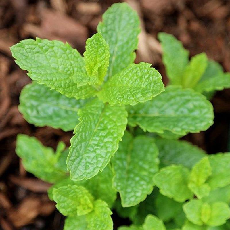 薄荷种子柠檬薄荷提神食用四季播种盆栽室内驱蚊植物易活花卉