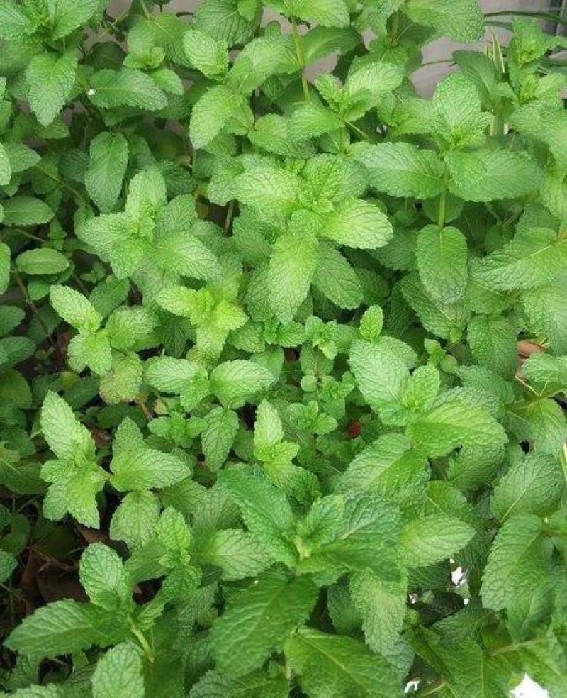 薄荷种子柠檬薄荷提神食用四季播种盆栽室内驱蚊植物易活花卉
