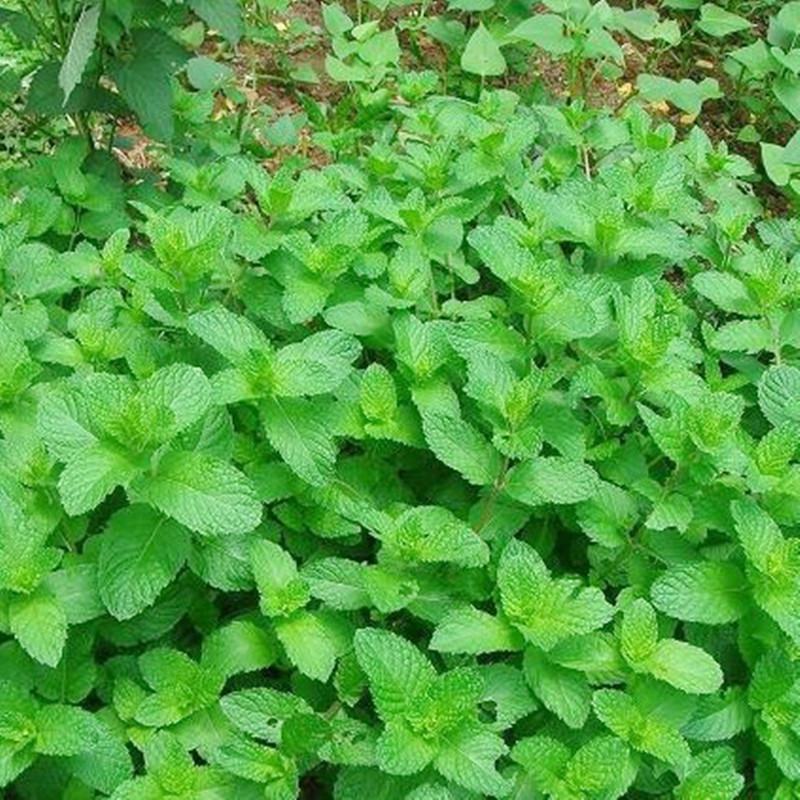 薄荷种子柠檬薄荷提神食用四季播种盆栽室内驱蚊植物易活花卉