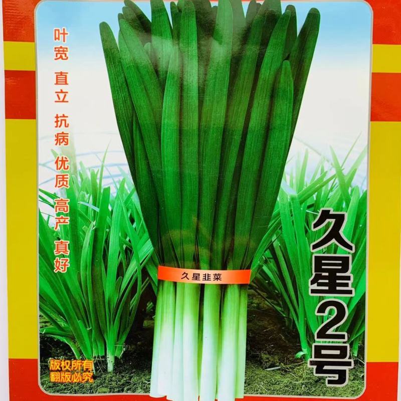 精选久星2号1号韭菜种子叶宽直立抗病，味香浓烈高产