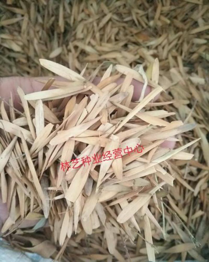 出售林木种籽白蜡种子别名青榔木白荆树白蜡树四季可播