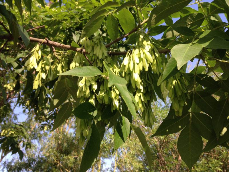 出售林木种籽白蜡种子别名青榔木白荆树白蜡树四季可播