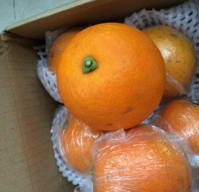 香橙种子枳壳种子枸橘种子红桔红橘嫁接柑橘资阳小叶香橙种子