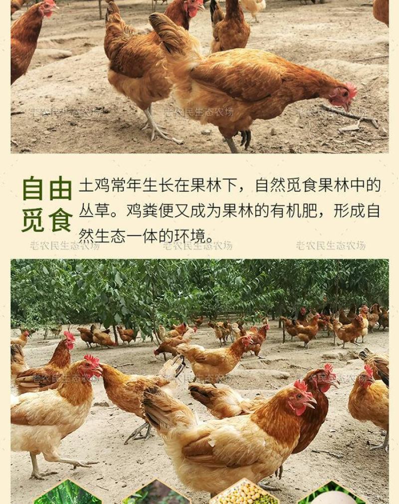 正宗土鸡蛋农家散养柴鸡蛋高品质五谷虫草蛋新鲜营养草鸡蛋批