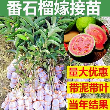 台湾番石榴苗四季种植盘栽地栽庭院西瓜红芭乐红心红肉