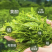 【莓茶】张家界正品野生茅岩莓特级茶藤茶牙尖龙须来凤藤茶湘