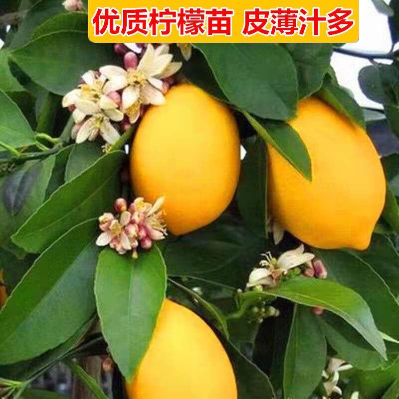 柠檬种子洋柠檬树种子益母果种子水果种子果树种子