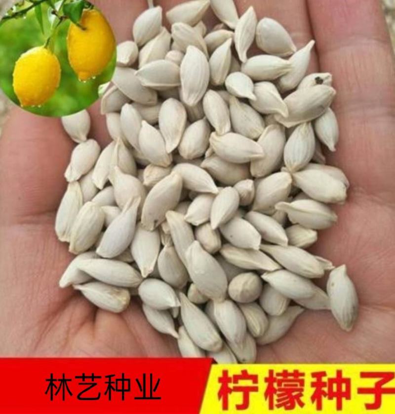 柠檬种子洋柠檬树种子益母果种子水果种子果树种子