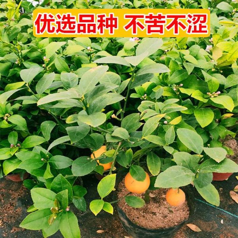 柠檬种子洋柠檬树种子益母果种子水果种子果树种子