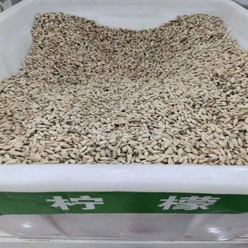 柠檬种子洋柠檬树种子益母果种子水果种子果树种子