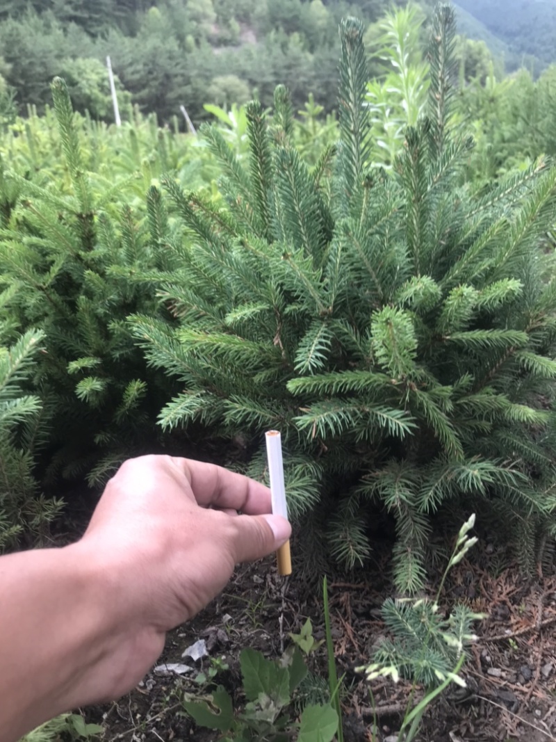 云杉小苗，工程苗木油松杯苗各类杉树苗
