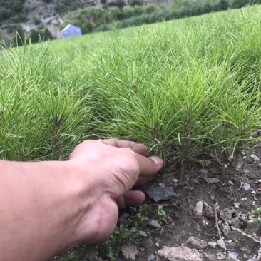 云杉小苗，工程苗木油松杯苗各类杉树苗