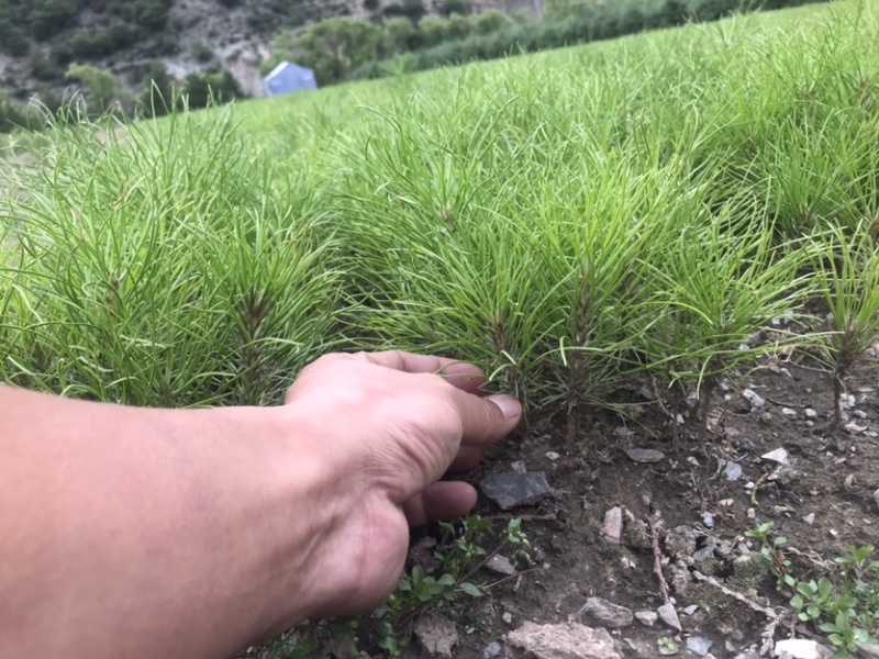 云杉小苗，工程苗木油松杯苗各类杉树苗