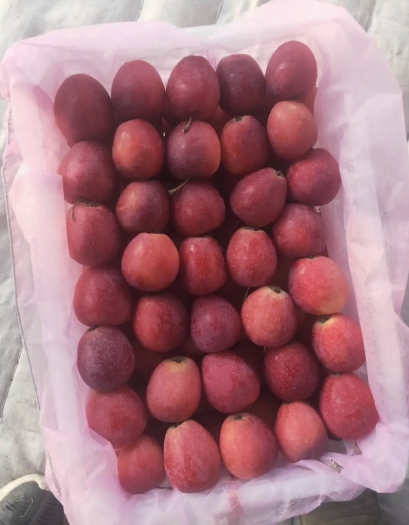 海棠果（鸡心果）自然成熟，自家果园，常年供应精品货。